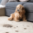 Alps Ltd | Insurance add-ons and support provider | Spaniel