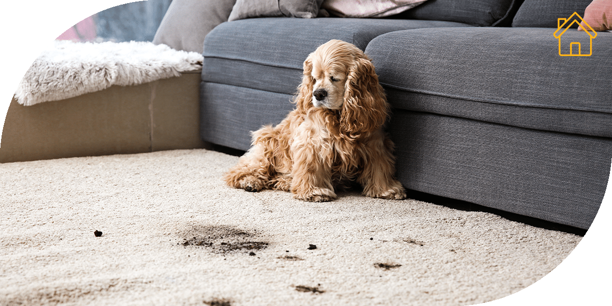 Alps Ltd | Insurance add-ons and support provider | Spaniel